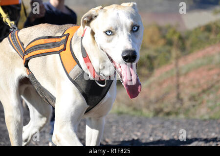 Im Vordergrund ein weißer Hund an einer beliebten canicross Rennen der Eltern und der Kinder, im Hintergrund (unscharf) zwei Athleten Stockfoto