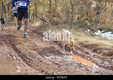 Zwei Athleten und ihre Hunde, die an einer beliebten canicross Rennen Stockfoto