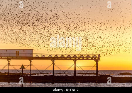 Eine murmuration von Staren an der Westküste von Wales in einer kleinen Stadt am Meer von Aberystwyth, Ceredigion. Dies ist ein allgemeiner Blick jedes Jahr wie dieses, das ich Stockfoto