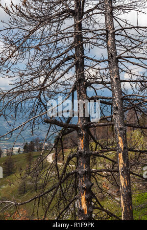 Kiefern durch Brand beschädigt Stockfoto