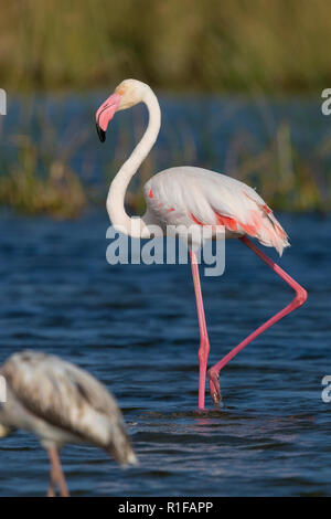 Mehr Flamingo (Phoenicopterus Roseus), Seitenansicht eines Erwachsenen stehen in einem See in Oman Stockfoto