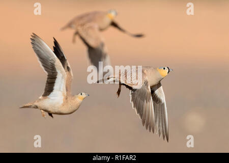 Gekrönt Sandgrouse (Pterocles coronatus), drei Erwachsene im Flug Stockfoto