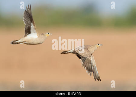 Gekrönt Sandgrouse (Pterocles coronatus), zwei Weibchen im Flug Stockfoto