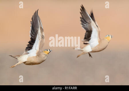 Gekrönt Sandgrouse (Pterocles coronatus), zwei erwachsene Männchen im Flug Stockfoto