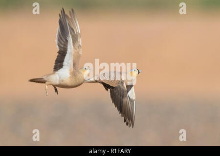 Gekrönt Sandgrouse (Pterocles coronatus), männlich und weiblich im Flug Stockfoto