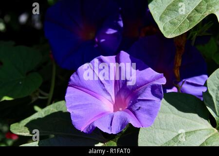 Lila morning glory Blume in der Sonne Stockfoto