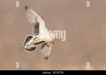 Gefleckte Sandgrouse (Pterocles senegallus), erwachsene Frau im Flug Stockfoto