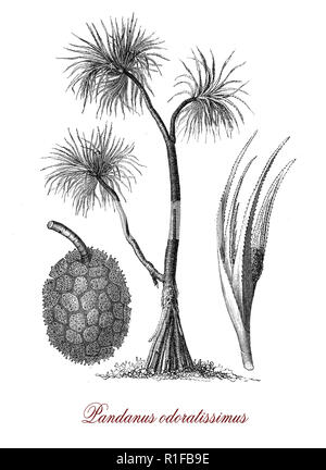 Vintage botanischen Gravur des Pandanus odorifer, aromatische Pflanze mit duftenden Blätter und Blüten aus Polynesien, Süd Asien und Australien Stockfoto