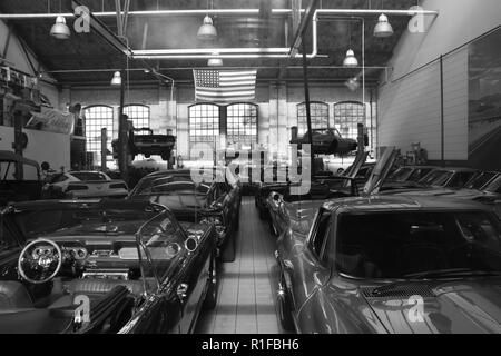 Amerikanische gezähmt Schönheiten Stockfoto