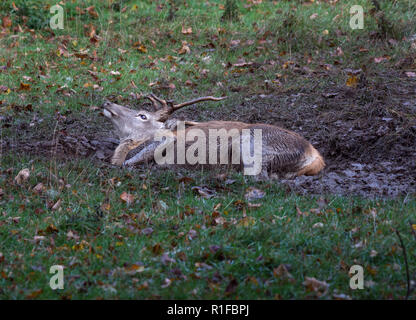 Red deer Hirsch, im Schlamm suhlen, Curvus elaphus, Fountains Abbey, North Yorkshire, England, Großbritannien Stockfoto