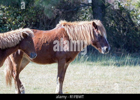 Wilde Ponys auf Assateague Island Stockfoto