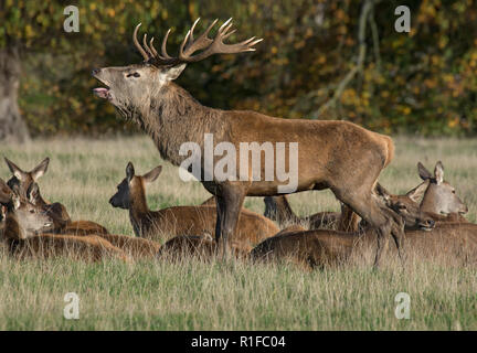 Red Deer stag Gebrüll, während der Brunft, Curvus elaphus, Fountains Abbey, North Yorkshire, England, Großbritannien Stockfoto
