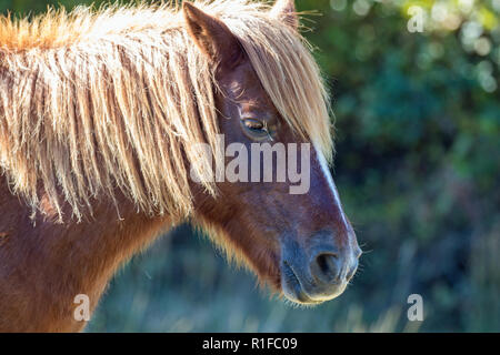Wilde Ponys auf Assateague Island Stockfoto