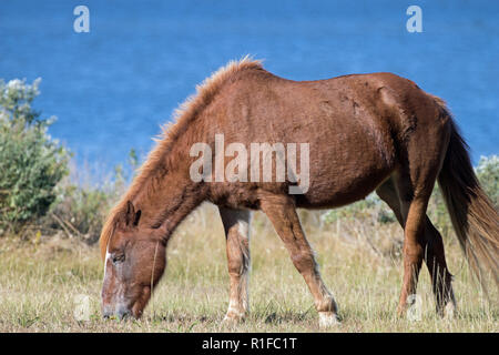 Wilde Ponys auf Assateague Island Stockfoto
