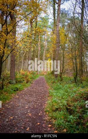 Herbstliche Szenen am Ogden Wasser Naturschutzgebiet, Halifax, Großbritannien Stockfoto