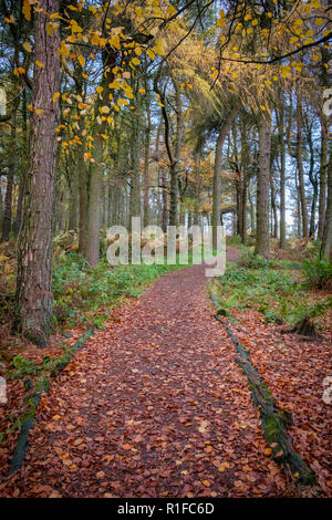 Herbstliche Szenen am Ogden Wasser Naturschutzgebiet, Halifax, Großbritannien Stockfoto