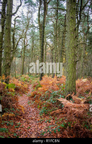 Herbstliche Szenen am Ogden Wasser Naturschutzgebiet, Halifax, Großbritannien Stockfoto