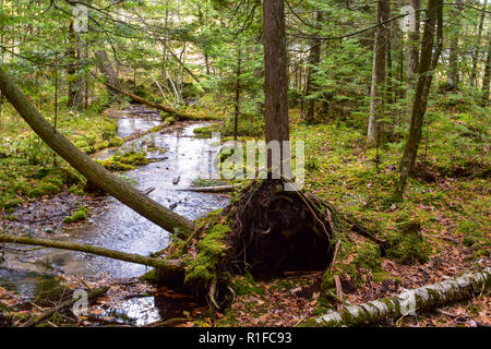 Entwurzelte Baum an Iargo Federn, Huron National Forest. Diese Struktur schafft eine stimmungsvolle Atmosphäre mit den dunklen Wurzelballen und bunten Waldboden. Stockfoto