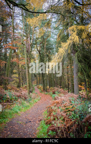 Herbstliche Szenen am Ogden Wasser Naturschutzgebiet, Halifax, Großbritannien Stockfoto