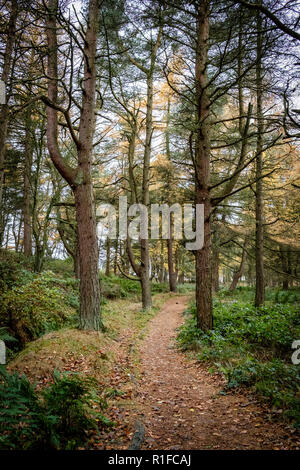 Herbstliche Szenen am Ogden Wasser Naturschutzgebiet, Halifax, Großbritannien Stockfoto