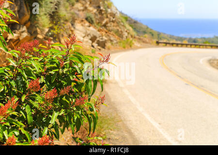 Weihnachten berry Strauch an der kurvigen Mulholland Highway in der Nähe von Malibu und den Pazifischen Ozean in den Rücken. Stockfoto