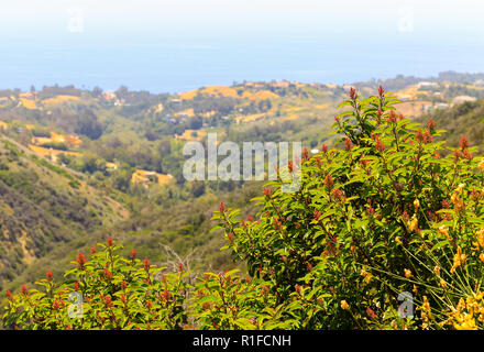 Weihnachten berry Strauch in den Santa Monica Mountains in Südkalifornien mit Malibu und den Pazifischen Ozean in den Rücken. Stockfoto