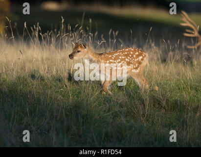 Junge Damwild, Dama Dama, in langen Gras, Fountains Abbey, North Yorkshire, England, Großbritannien Stockfoto