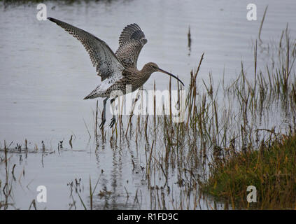 Brachvögel, Numenius arquata, vom Salt Marsh, Morecambe Bay, Lancashire, Großbritannien Stockfoto