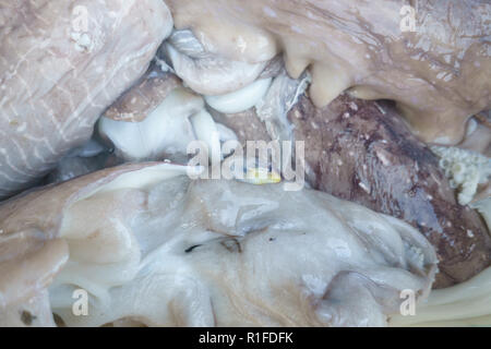 Nahaufnahme von Tintenfisch frischen Fisch auf dem Fischmarkt. Stockfoto