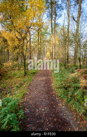 Herbstliche Szenen am Ogden Wasser Naturschutzgebiet, Halifax, Großbritannien Stockfoto