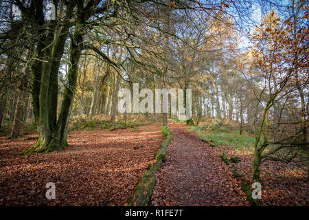 Herbstliche Szenen am Ogden Wasser Naturschutzgebiet, Halifax, Großbritannien Stockfoto