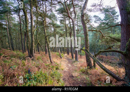 Herbstliche Szenen am Ogden Wasser Naturschutzgebiet, Halifax, Großbritannien Stockfoto