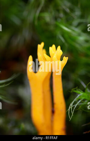 Gelbe stagshorn Gelee Pilz, Calocera viscosa Stockfoto