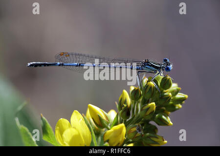 Blau featherleg, auch "white-legged damselfly, Platycnemis pennipes Stockfoto