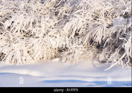 Schnee bedeckt Bush Zweige nach einem Schneefall. Stockfoto