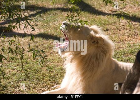 White Lion, Cango Wildlife Ranch, Südafrika Stockfoto