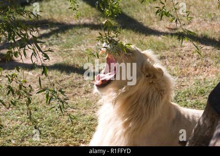 White Lion, Cango Wildlife Ranch, Südafrika Stockfoto