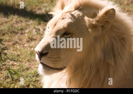 White Lion, Cango Wildlife Ranch, Südafrika Stockfoto