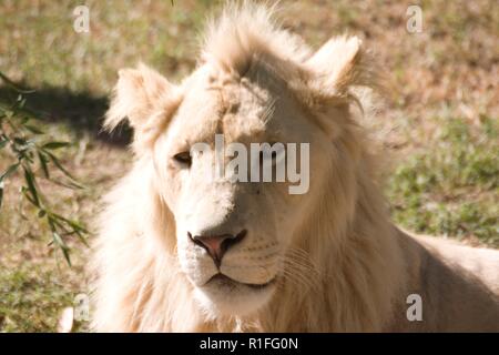 White Lion, Cango Wildlife Ranch, Südafrika Stockfoto