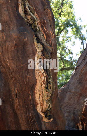 Cork oak tree Trunk detail Shot, geerntet Stamm eines Quercus suber Baum in Nord Sardinien im Herbst Stockfoto