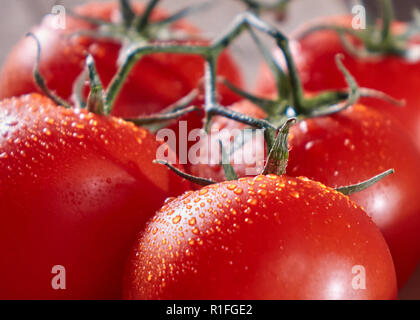 Makro Foto von reife rote Tomaten auf einem Zweig mit Tropfen Wasser. Gesunde Gemüse Stockfoto