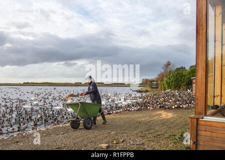 Burscough, Lancashire, UK Wetter. 12/11/2018. 15:00 Uhr Swan Feed bei Martin Mere als Maria, eine Studentenstelle der Universität, Weizen an Schwäne, Enten und Gänse verteilt, die ihren Weg aus dem Ausland in das Naturschutzgebiet gefunden haben. Das von Sir Peter Scott aufgestellte Reservat ist ein Winterquartier für bis zu 2000 Whooper Swans, 14,000 plus rosafarbene Gänse aus Island und Hunderte von Shelduck aus Deutschland. Das regelmäßige Futter hilft, die Vögel während der Wintersaison zu erhalten und gibt den lokalen Grundbesitzern, deren Ernten von den Zugvögeln begünstigt werden, eine gewisse Erleichterung. Stockfoto