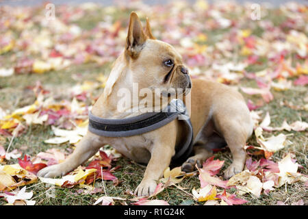 Neugierig Französische Bulldogge junge männliche im Herbst Hintergrund. Stockfoto