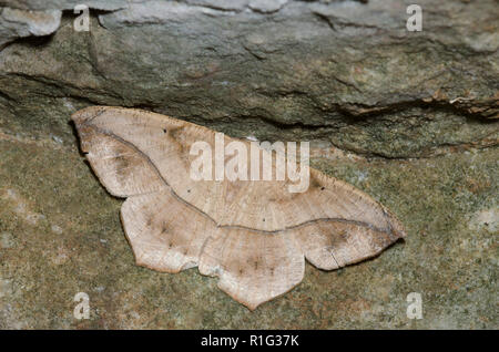 Große Ahorn Spanworm, Prochoerodes lineola Stockfoto