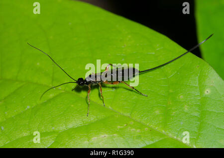 Ichneumon Wasp, Unterfamilie Xoridinae, Weiblich Stockfoto