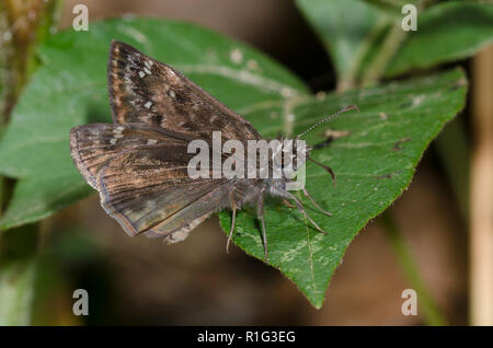 Horace’s Duskywing, Gesta horatius Stockfoto