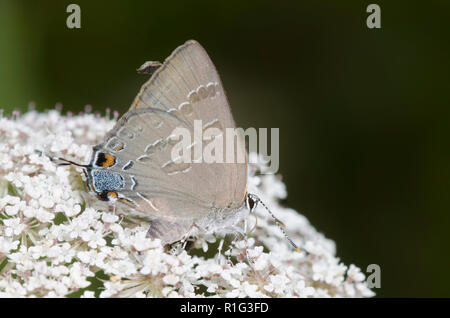 Hickory Hairstreak, Satyrium caryaevorus, nectaring aus Blüten Stockfoto