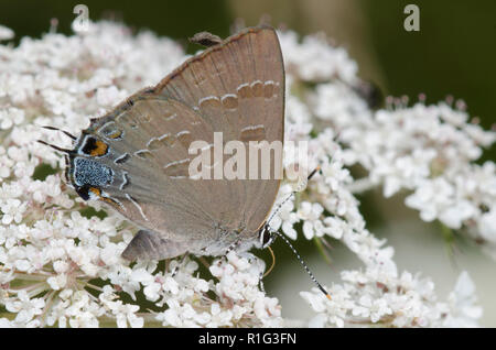 Hickory Hairstreak, Satyrium caryaevorus, nectaring aus Blüten Stockfoto