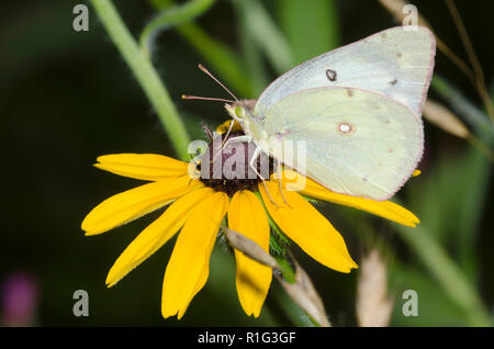 Orange Schwefel, Colias eurytheme, black-eyed Susan, Rudbeckia hirta Stockfoto