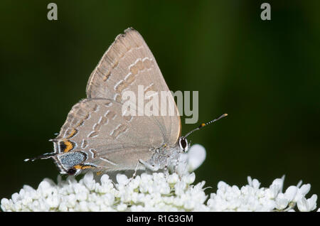 Hickory Hairstreak, Satyrium caryaevorus, nectaring aus Blüten Stockfoto